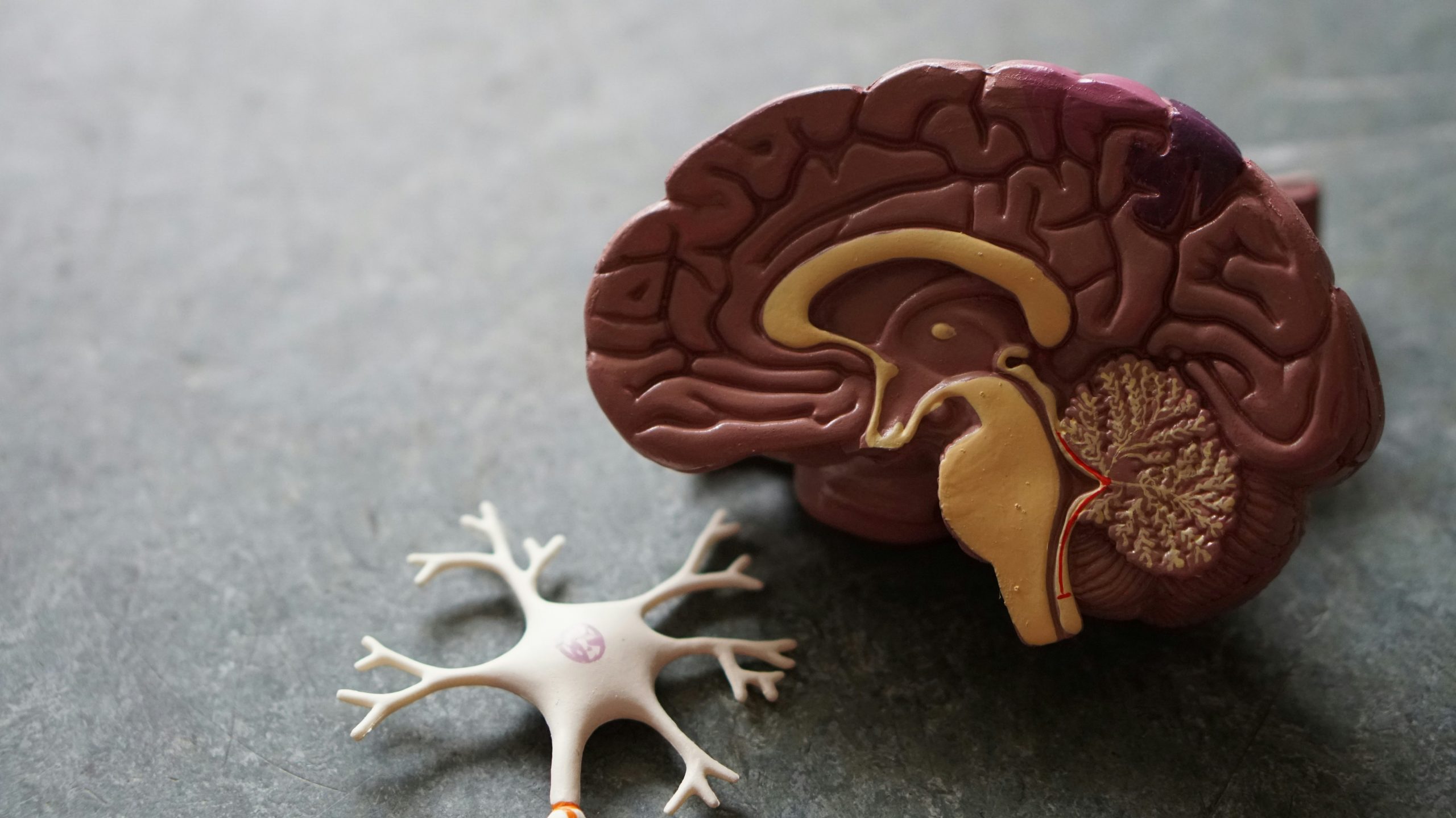 Reglarea sistemului nervos și impactul ei în sindromul de colon iritabil (IBS)